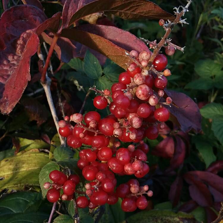 Plant image Maianthemum racemosum