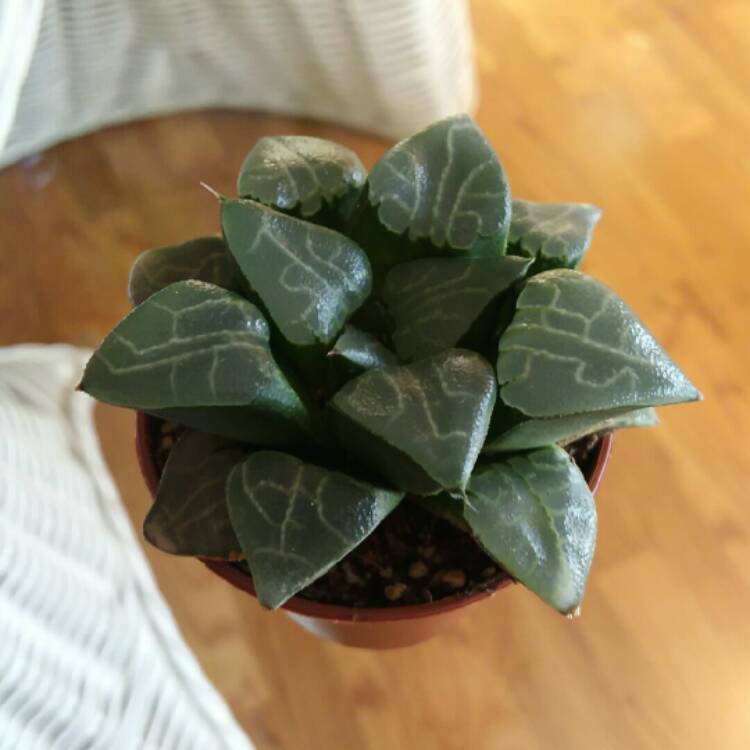 Plant image Haworthia Bayeri