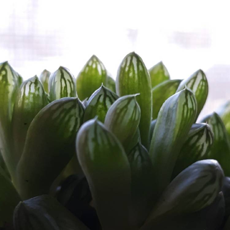 plant image 1655714