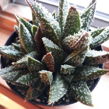 Gasteraloe ‘Tarantula'