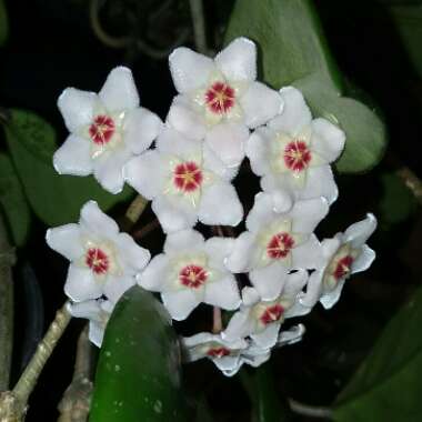 Wax Plant
