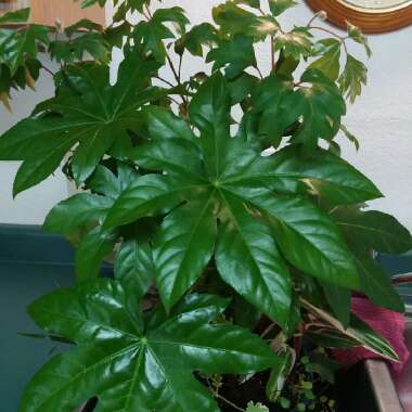 Fatsia japonica  syn. Aralia japonica