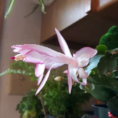 Zygocactus,Thanksgiving Cactus