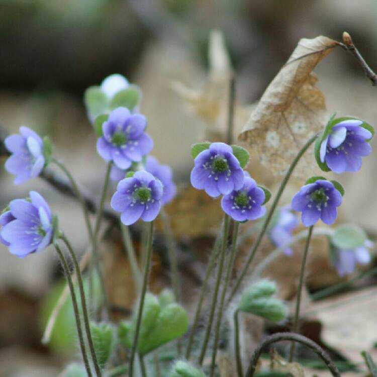 Plant image Anemone americana