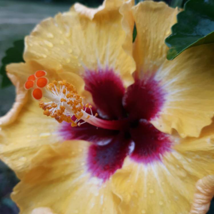 plant image 1669654