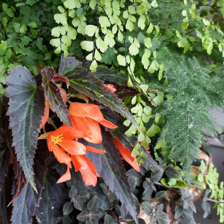 plant image 1671419