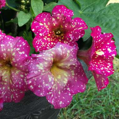 Petunia