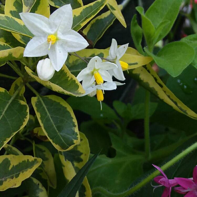 Plant image Ipomoea batatas