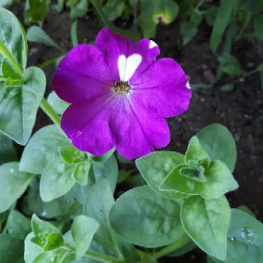 Petunia