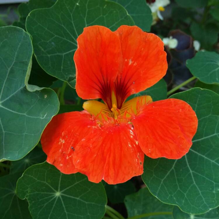 plant image 1684902 plant image 1684902