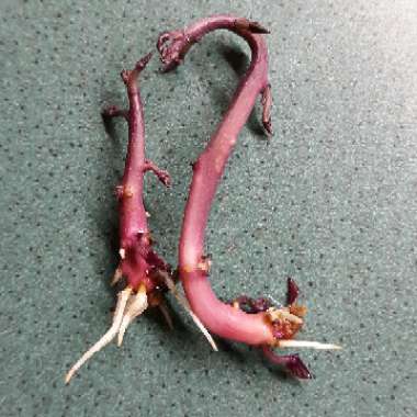 Ipomoea Batatas