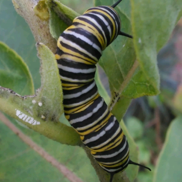 plant image 521934