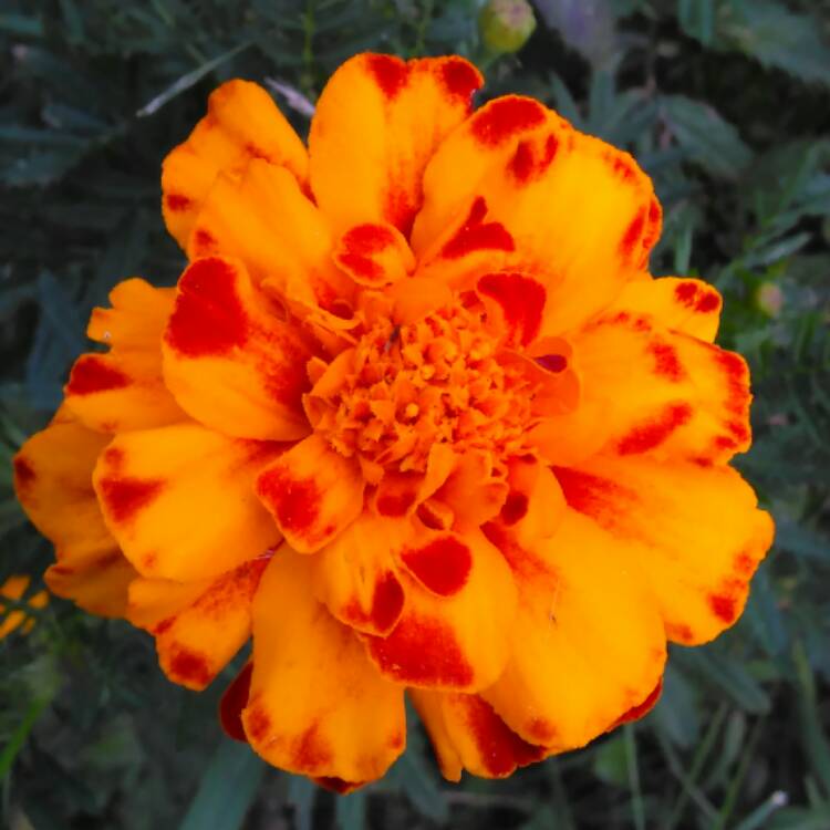 plant image 525850 plant image 525850