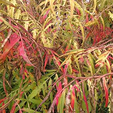 Rhus typhina 'Bailtiger' syn. Rhus typhina 'Tiger Eyes'