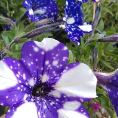 Petunia 'Kleph15313' syn. Petunia 'Night Sky', Petunia 'Headliner Night Sky'