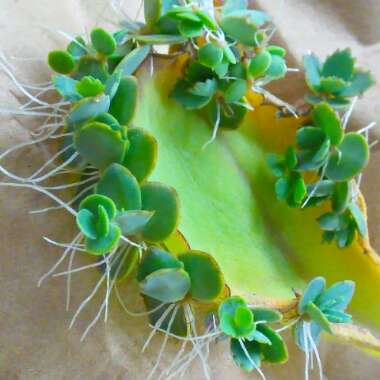 Kalanchoe daigremontiana syn. Bryophyllum daigremontianum