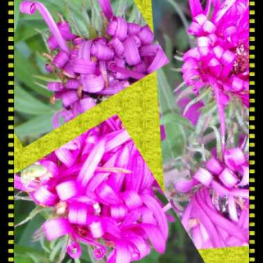 Aster novae-angliae 'Alma Potschke'