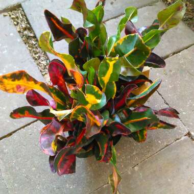 Codiaeum variegatum 'Mamey'