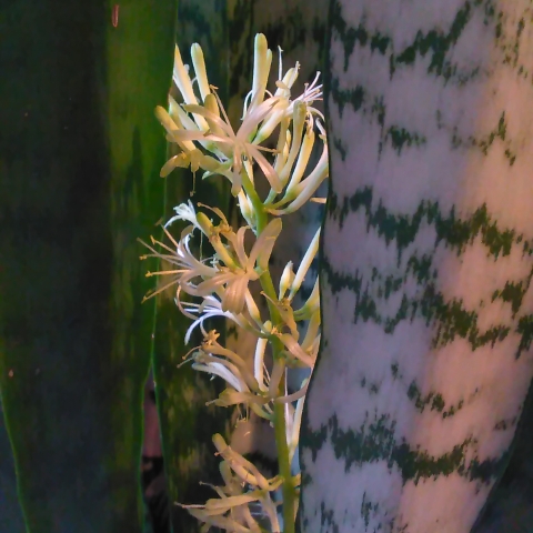 plant image 575165