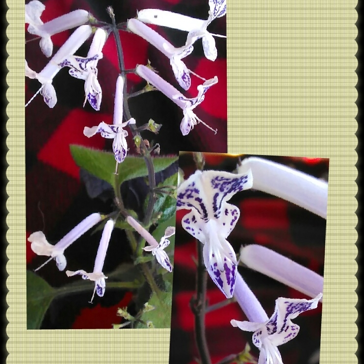 plant image 583743