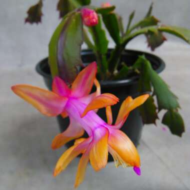 Schlumbergera truncata