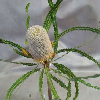 Banksia praemorsa