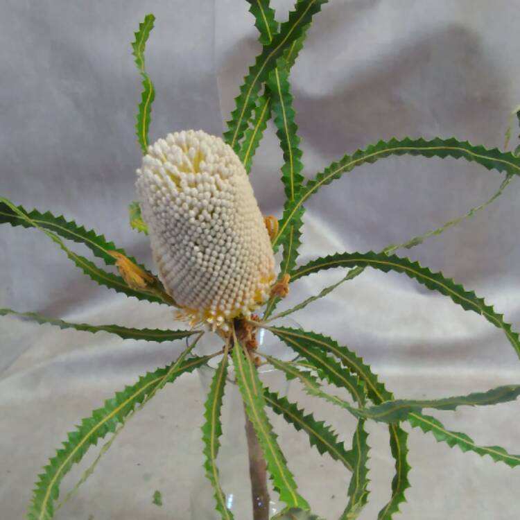Plant image Banksia praemorsa