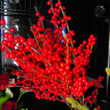 Ilex verticillata