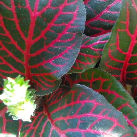 Plant image Fittonia agyroneura 'Mini Red Vein'