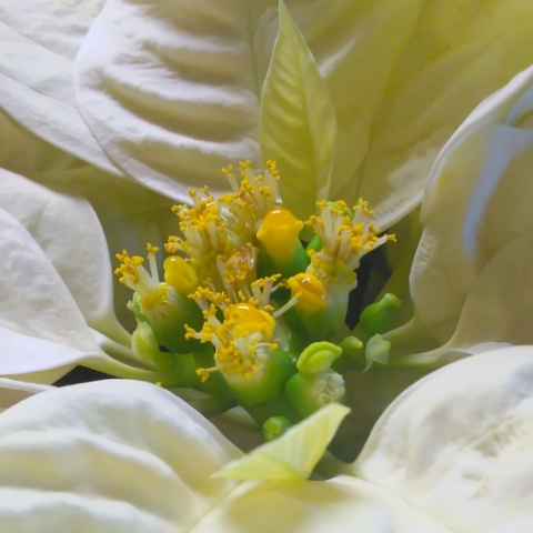 Plant image Euphorbia pulcherrima 'Fislemon' syn. Euphorbia pulcherrima 'Lemon Snow'
