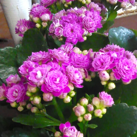 plant image 592790