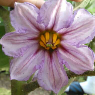 Solanum melongena 'Black Beauty'