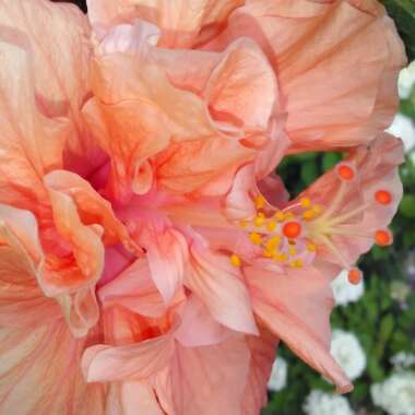 Hibiscus rosa-sinensis