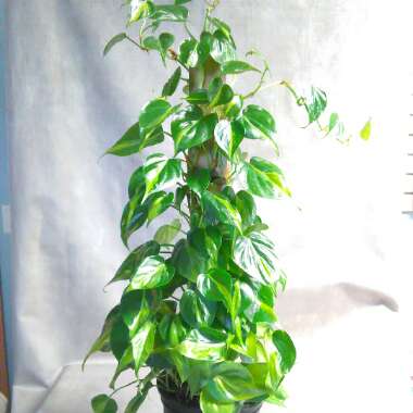 Philodendron hederaceum var. oxycardium 'Brasil' syn. Philodendron hederaceum 'Brasil', Philodendron 'Brasil', Philodendron scandens 'Brasil'