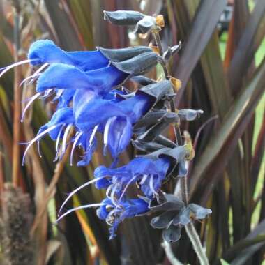 Salvia Guaranitica 'Black and Blue'
