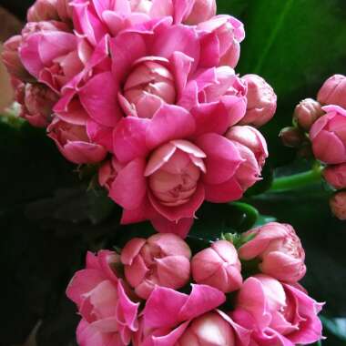 Kalanchoe blossfeldiana 'Calandiva Pink'