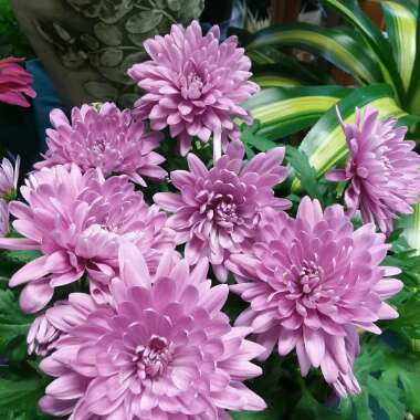 Chrysanthemum