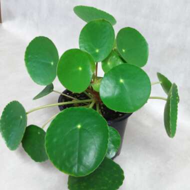 Pilea peperomioides