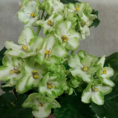 Streptocarpus sect. Saintpaulia  syn. Saintpaulia