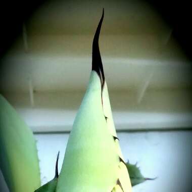 Agave