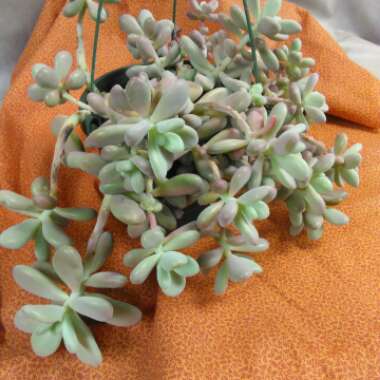 Graptopetalum Amethystinum