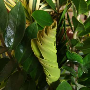 Zamioculcas zamiifolia