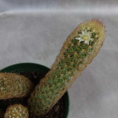 Mammillaria elongata