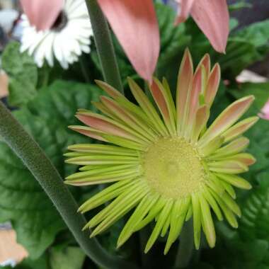 Gerbera