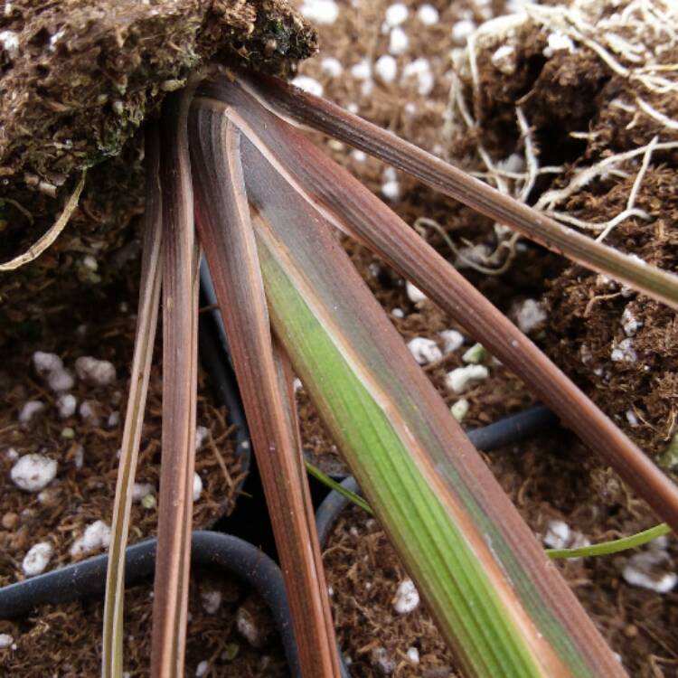 plant image 627443