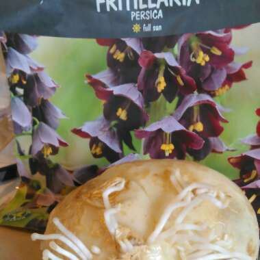 Fritillaria persica 'Adiyaman'