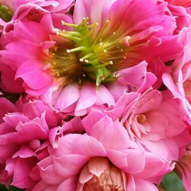 Kalanchoe blossfeldiana 'Calandiva Pink'