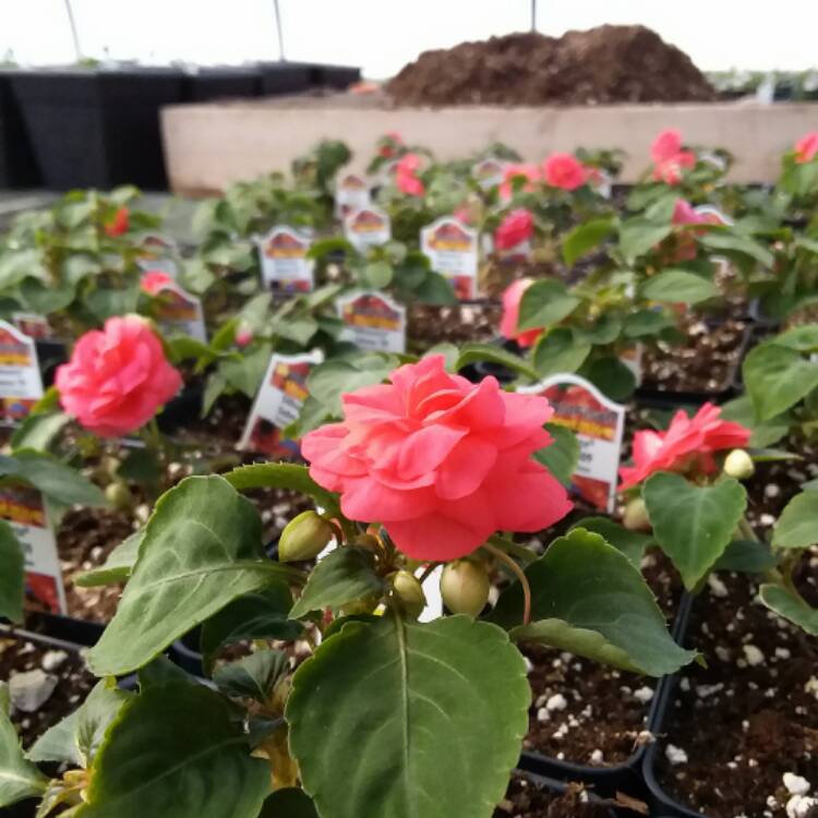 plant image 630122