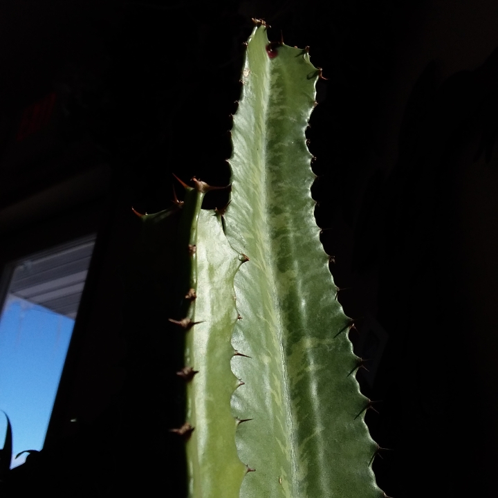Plant image Euphorbia acrurensis