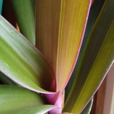 Tradescantia spathacea  syn. Rhoeo spathacea, Rhoeo discolor